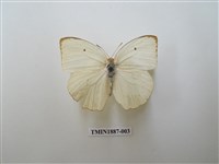 藏品(細波遷粉蝶)的圖片